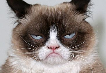 What was Grumpy Cat's real name?