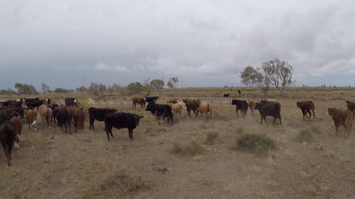 Rainfall has brought only temporary relief for farmers in NSW and Queensland.