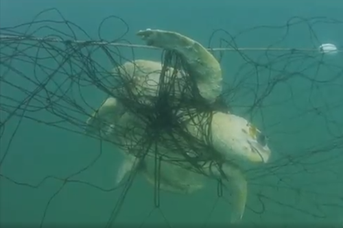 A staggering number of sea life caught and killed in shark nets across New South Wales were non-target threatened and endangered species.
