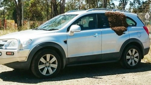 Sydney mum finds car covered in thousands of bees