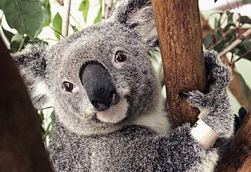 Who founded Australia Zoo on the Sunshine Coast?