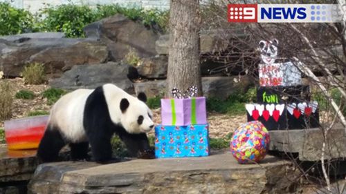 South Australia's giant panda Fu Ni celebrates ninth birthday