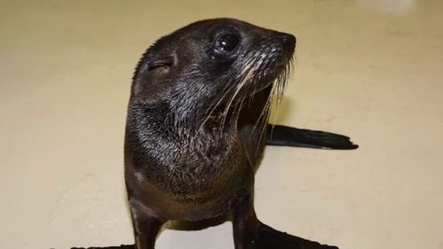 One of the thirteen seals found on Queensland and NSW beaches this season. (9NEWS)