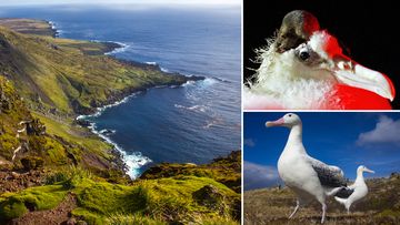 Under cover of darkness, millions of mice emerge from their burrows on Marion island and attack albatrosses and their chicks.