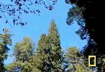 Standing at almost 116m, what species is California's Hyperion, the world's tallest tree?
