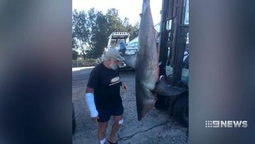 Fisherman left bloodied after great white shark jumps onto boat
