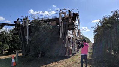 The olive harvest