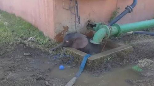 The baby elephant was caught in a drainage well in South Africa. (supplied)