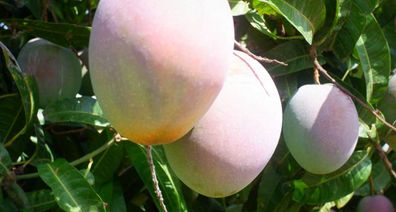 Mango farm harvest in Queensland