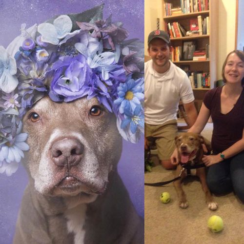 “Joey the Dog, the senior pittie I photographed for#pitbullflowerpower, has been adopted!” (Sophie Gamand Photography)