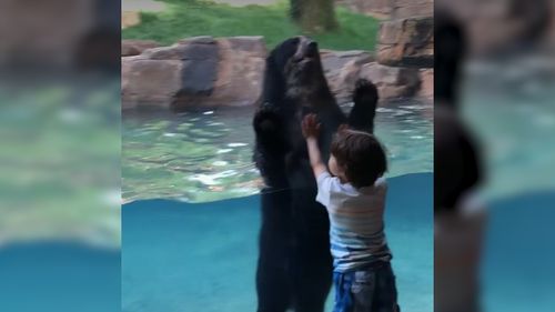 When Ian starting jumping up and down against the glass enclosure, Luka the bear the followed suit. Picture: Facebook