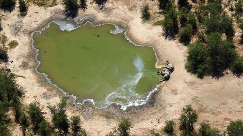 Botswana says it is investigating a staggeringly high number of elephant carcasses, with 275 found in the popular Okavango Delta area of the southern African nation in recent weeks.