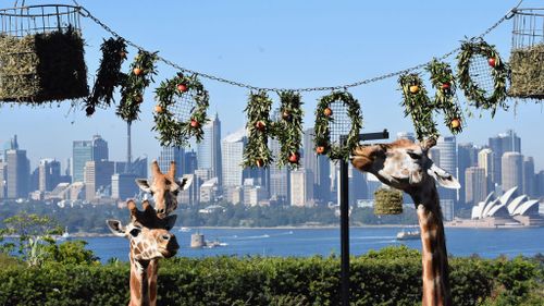 Giraffes enjoying the festive spirit at Sydney's Taronga Zoo (Image: AAP)