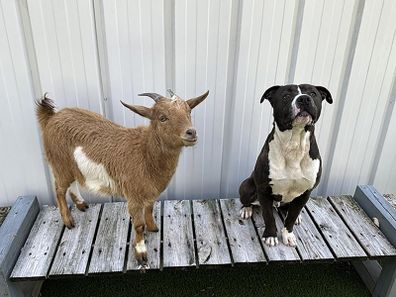 A rescue dog and goat best friend duo were adopted together in North Carolina. Press release: https://www.wake.gov/news/wake-county-animal-center-finds-forever-home-goat-and-dog-duo