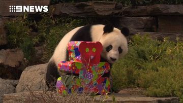 Pandas celebrate birthdays with cake, presents and a bubble bath