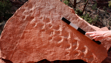 This March 2018 photo provided by Steve Rowland shows fossil footprints on the face of a rock that fell near a popular hiking trail at Grand Canyon National Park in northern Arizona. 