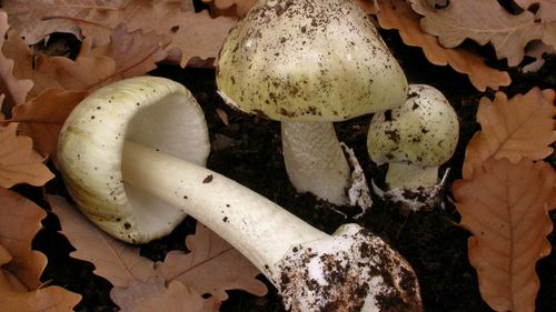 Supplied undated image of Death Cap mushrooms.