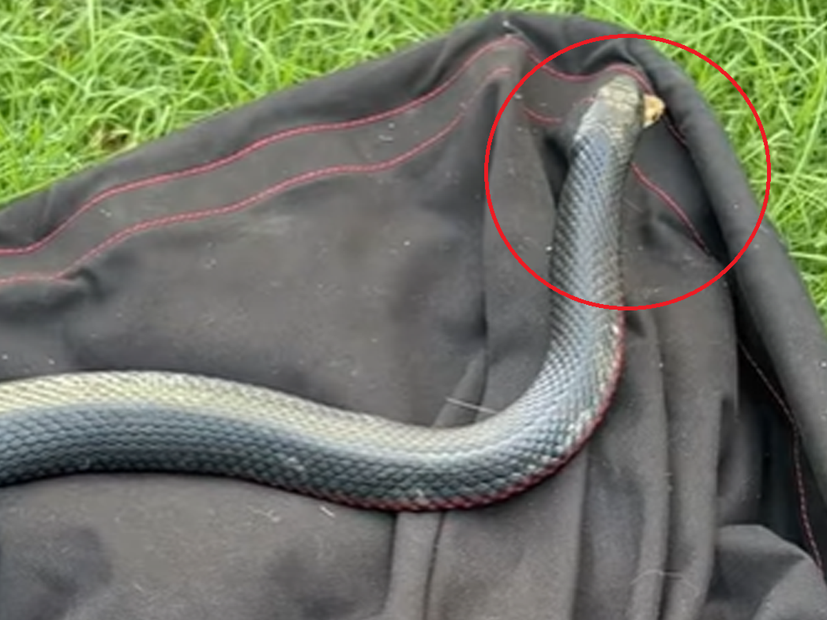 Snake news: Queensland handler 'shocked' when eastern brown 'pops out' of venomous snake's mouth Exclusive