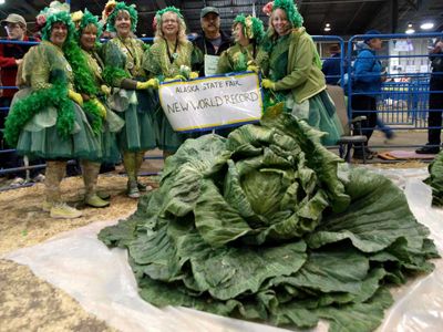 Heaviest green cabbage