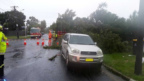 Uprooted trees in Sydney's Chester Hill.