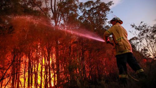 A firefighter attempts to extinguish a bushfire