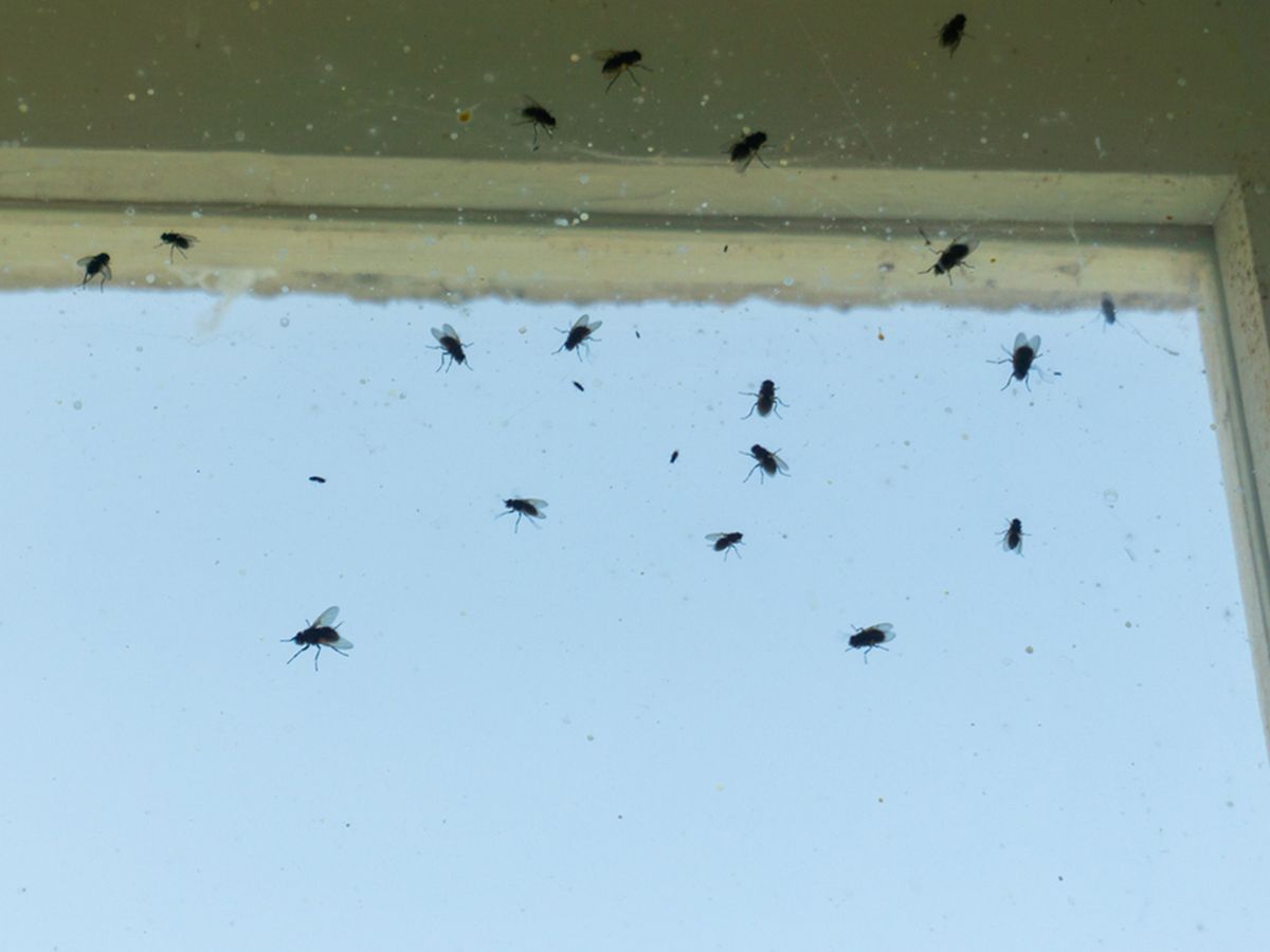 Kills flies invisibly inside windows