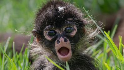 Baby spider monkeys born in Taronga western plains zoo
