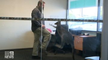 The kangaroo jumped around the showroom and office of the Adelaide business before rescuers tried helping her get out. 