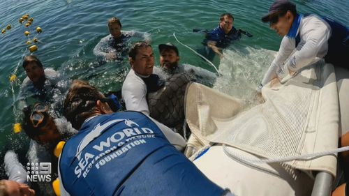 A bottlenose dolphin has been released back into the ocean after weeks of rehabilitation in Queensland.