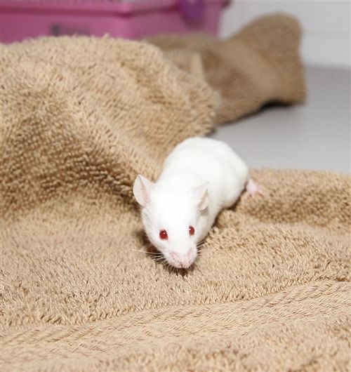 Albino mouse Eli is looking for a home in Rockhampton, Queensland. (RSPCA)