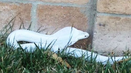 Hunt for rare albino cobra that may have escaped from exotic animal company
