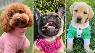 9news viewers send in photos of dogs