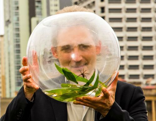 The new species of spider can swim and catch fish.  (Supplied/ Queensland Museum)