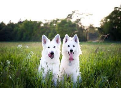 Two dogs