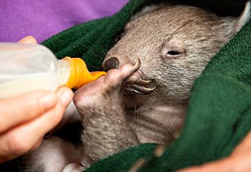 Which term denotes the diet of wombats?