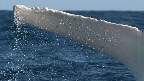 Photo taken by Dr Dan Burns off Ballina in 2004.