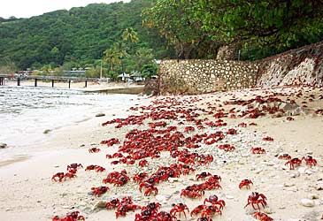 When do Christmas Island red crabs usually begin their mass migration to breed?