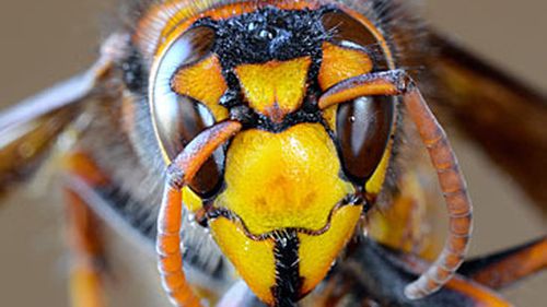Asian hornets are identifiable by their larger heads in relation to their body size.