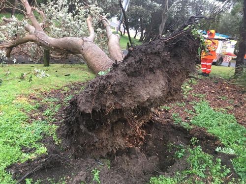 The SES is already flooded with calls for fallen trees and damaged roofing across the state of NSW as wild weather continues.
