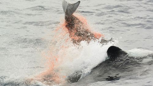 The dramatic attack was seen by 40 tourists on board the boat.