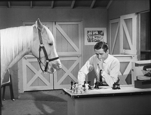(Alan Young and Mister Ed/Getty Images)