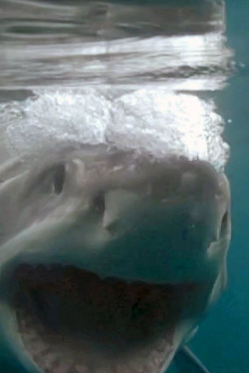 Mike Coots was able to film a chilling close-up of a Great White's gaping jaws at Stewart Island off the coast of New Zealand. (Mike Coots/Caters)