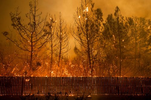 Flames climb trees as the Camp Fire tears through Paradise.