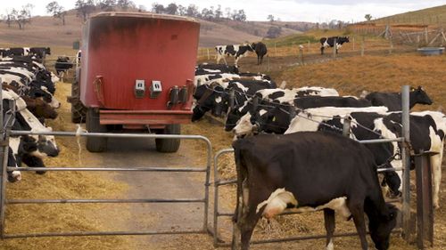 The recent rainfall across NSW and Queensland has brought some relief for feed stock supplies.