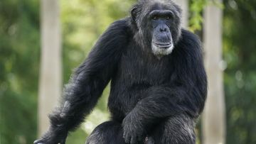 FILE - A chimpanzee looks out of his enclosure at Zoo Miami