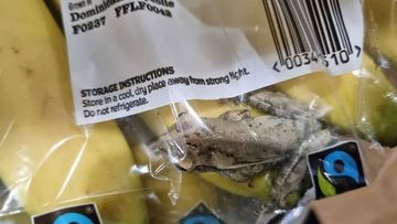 The frog survived a 7000km trip inside a bag of bananas.