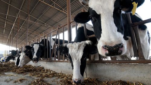 Workers feed cows at a dairy farming company in Handan, Hebei Province, China, On November 15, 2021. 