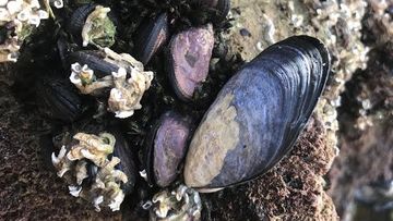 Microplastics were found in variable concentrations in blue mussels from the sites sampled.
