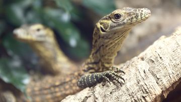 Three endangered komodo dragon hatchlings are making their public debut after their birth in April 2022. These rare  lizards are now on display at the Australian Reptile Park on NSW&#x27;S Central Coast. 