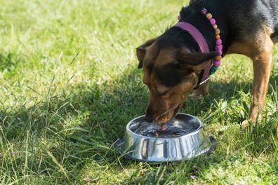 Dog drinking from water bowl stock photo 